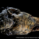 Illustration for article titled Huge, Shaggy Head of 30,000-Year-Old Wolf Unearthed in Siberia